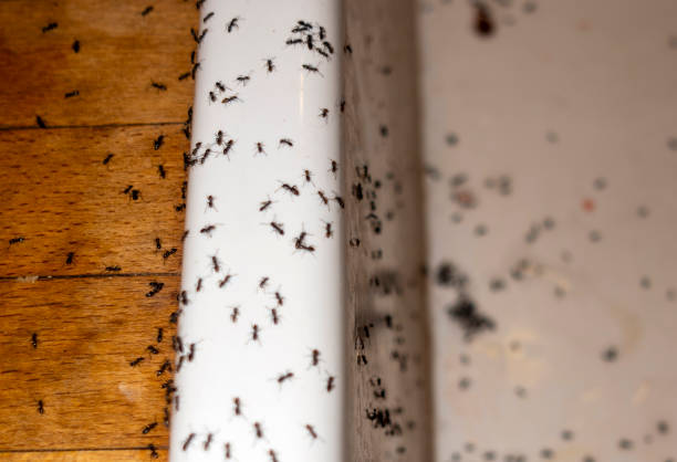 Wildlife Control Services in Williamston, SC